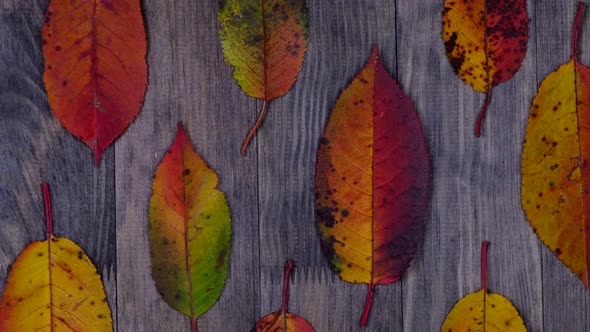 Abstract Composition of Bright Multicolored Autumn Leaves Stacked Nearly of Each Other alt