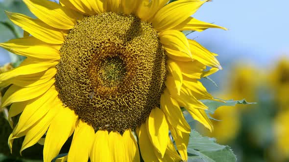 View of sunflower blowing in a lite breeze on a sunny day alt
