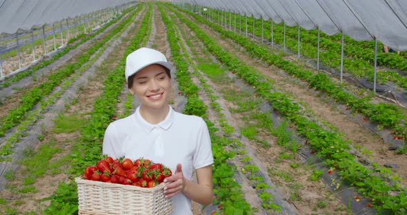 Woman Carrying Basket with Strawberries at Greenhouse alt