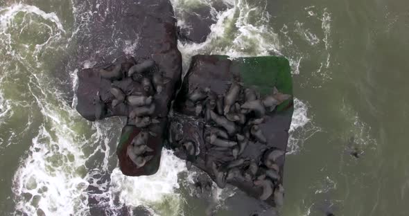 The View Over the Life of Wild Fur Seals, Inhabiting the Area in Uruguay. South America alt