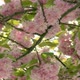Dreamlike Motion thru  Cherry Blossoms - VideoHive Item for Sale