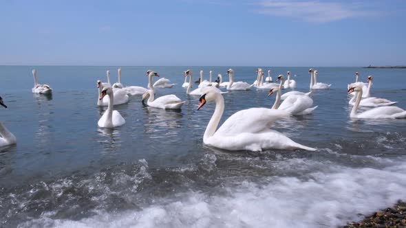 White swans swim in the sea near the shore