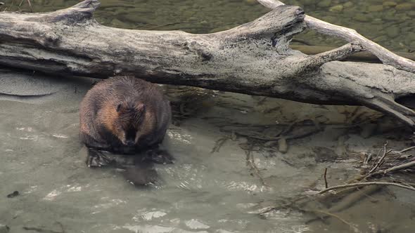 A North American Beaver scratching itself while resting on the banks of the Skagit River in Washingt alt