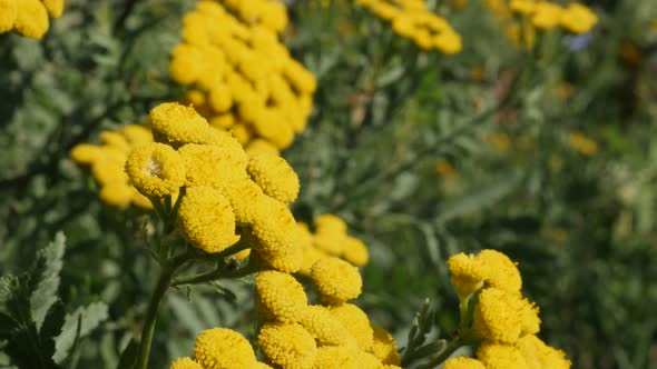 Herbaceous perennial tansy flower Tanacetum vulgare 4K video alt