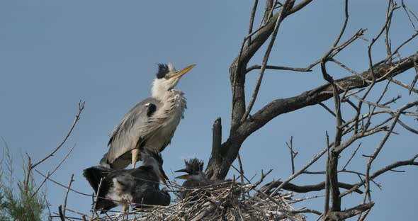 young grey herons in the nest, the Camargue in France alt