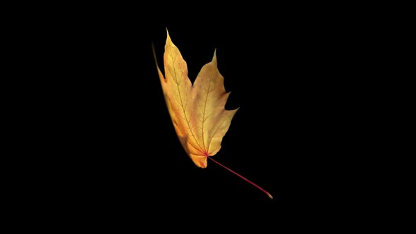 Autumn Maple Leaf Floating Revolving in Transparent Background - 4K