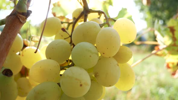 Ripe Bunches of White Grapes in the Sun alt
