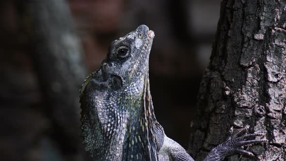 Chlamydosaurus, Frilled Neck Lizard alt