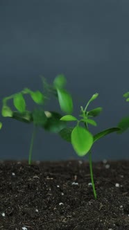 Plant Seedling Earth Day Green Leaves Vertical alt