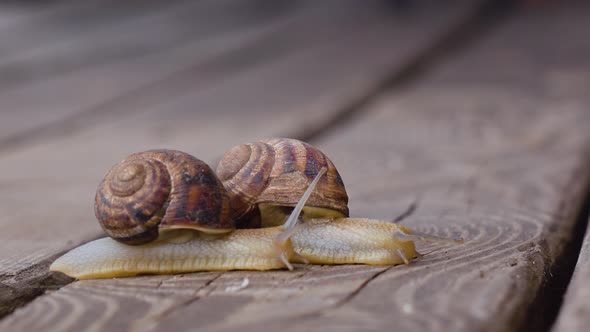 Two Snails in Love. Close Up alt