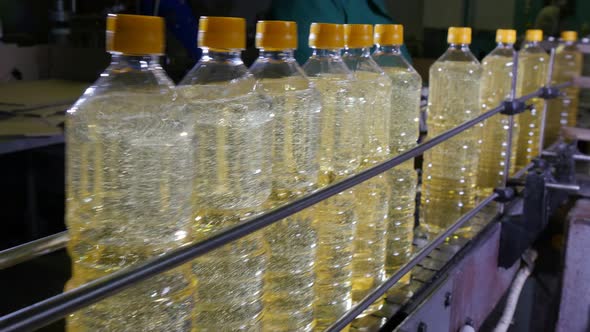 Towering Plastic Bottles with Sunflower Oil Moving in a Conveyor Line  