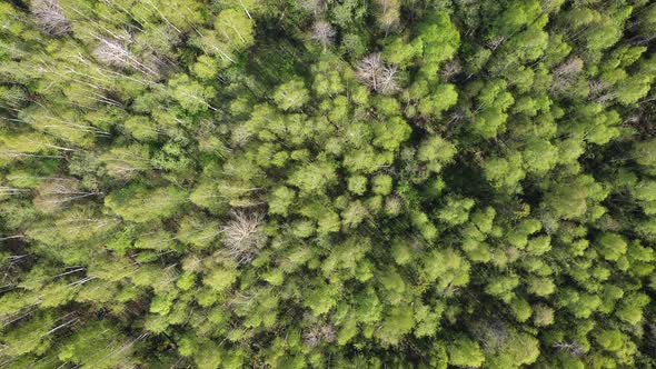 Natural Background of Trees Swaying on Wind at Summer Sunny Day Aerial View