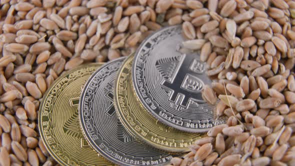 Bitcoin Coins Lie on Wheat Grain