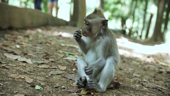 monkey in the jungle eats alt