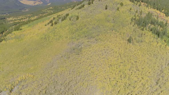Fall foliage at Boreas Pass, CO alt