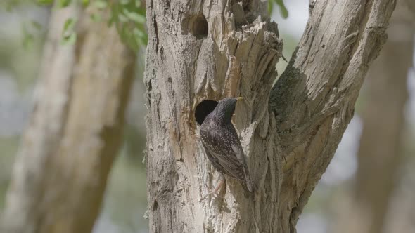 Mother Starling Arrives At Nest To Feed Chick