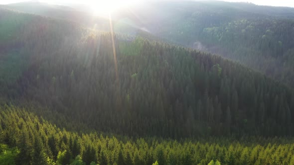 Epic aerial flight over pine forest in the sunset.