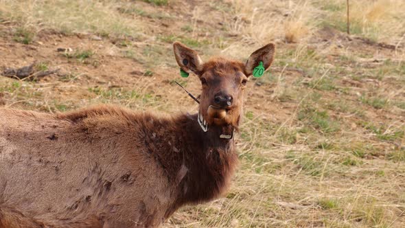 Elk with a tracking collar in the Rocky Mountain National Park alt