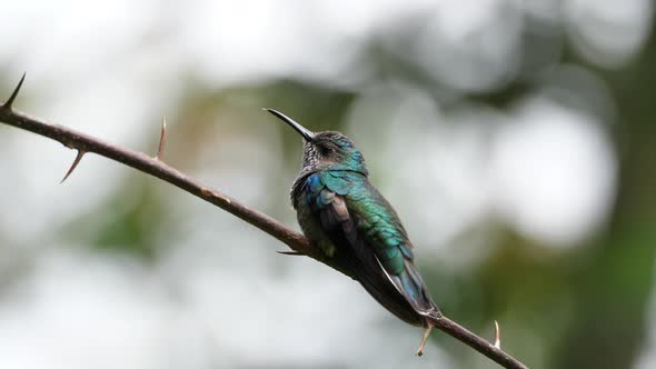 White-necked Jacobin Bird in its Natural Habitat in the Forest