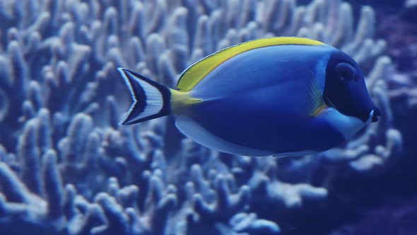 Pacific blue tang fish or Palette surgeonfish, (Paracanthurus hepatus), Family Acanthuridae. 