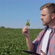A Young Farmer Looks at a Soybean Sprout in His Field - VideoHive Item for Sale