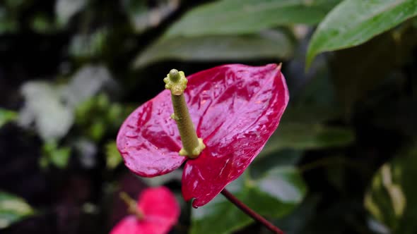 Red flower Antarious alt