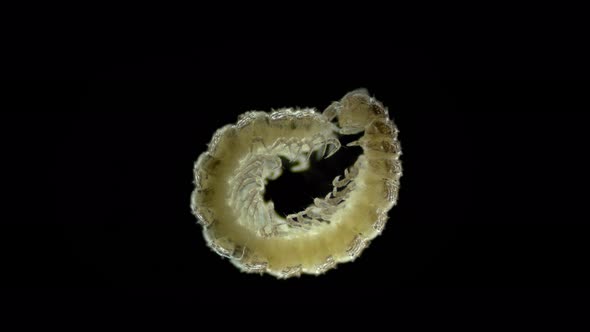 Centipede Diplopoda Millipede Under a Microscope Phylum Arthropoda There are Predators Saprophages alt