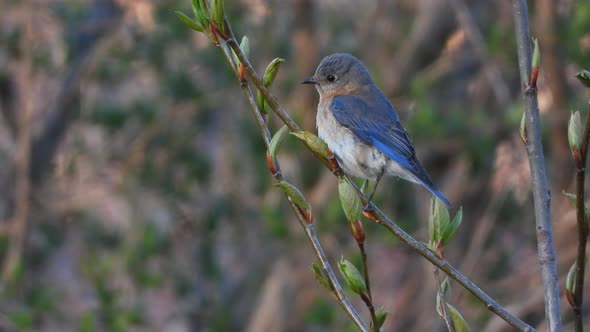 A wonderful male Eastern Bluebird stays alert while perched on a branch alt