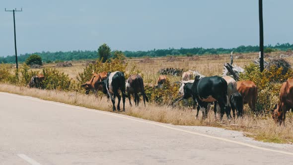 Herd of African Humpback Cows Walking at the Side of the Asphalt Road Zanzibar alt