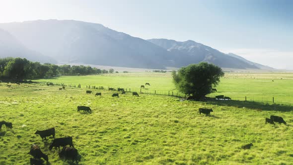 Cinematic Aerial Black Cows Herd Cattle and Livestock on Green Mountain Meadow alt