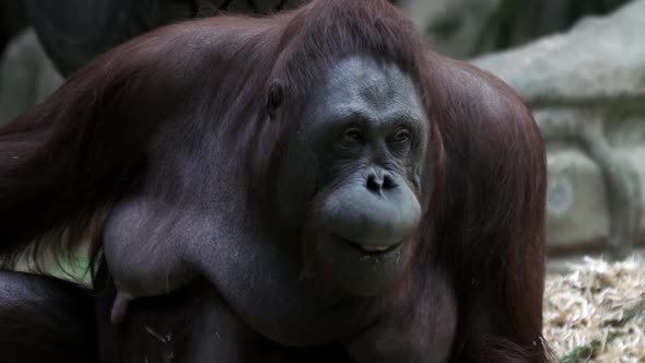 Monkey Orangutan Looks Interested in the Camera