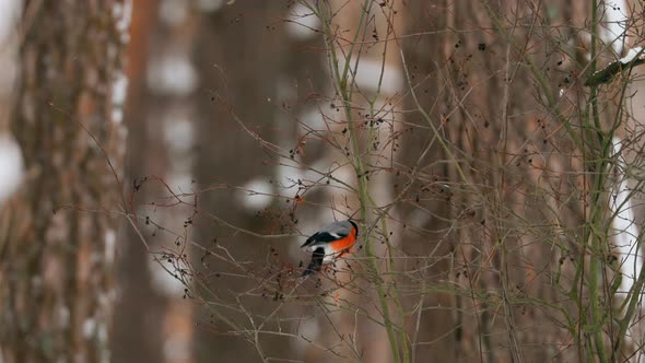 Eurasian Bullfinch Bird Common Bullfinch  Pyrrhula Pyrrhula Siting On Tree In Winter Forest alt