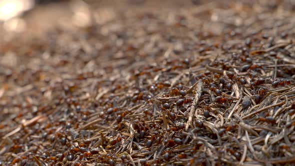 Big anthill in the woods alt