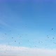 Istanbul Bosphorus Seagulls Aerial View - VideoHive Item for Sale