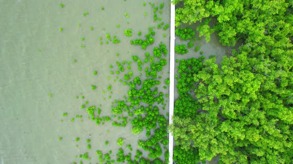 Aerial view Top view of Mangroves forest. An ecosystem in the thailand. alt