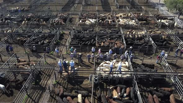 Aerial view of a cattle sale alt