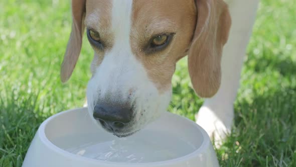 Beagle Dog Drinks Water Out of His Outdoors Bowl on a Grass alt
