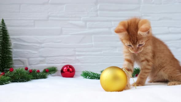 Ginger tabby playful curious christmas kitten plays with christmas toys.