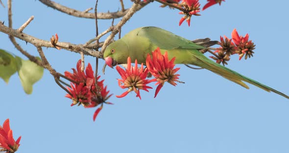 A 4k footage of a green Parrot that drinks nectar from blooming red flowers