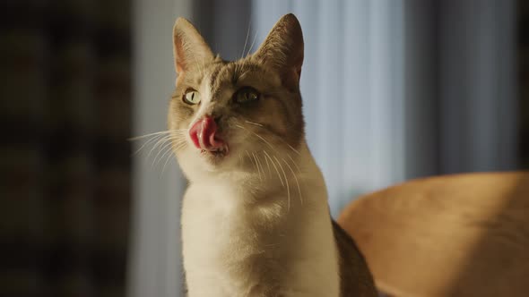 Portrait of a Cute White Domestic Cat Licking Up Her Face with a Tongue alt