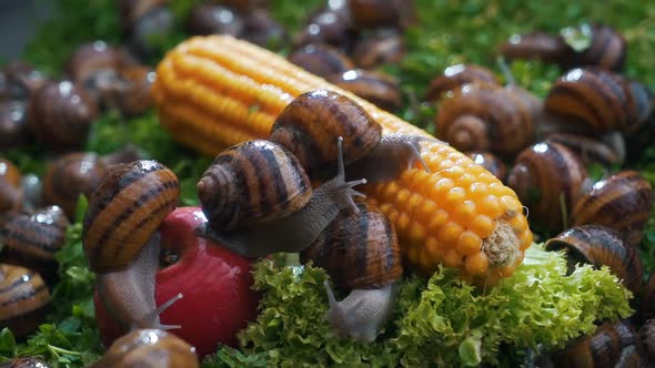 Snails on Vegetables and Greens Close-up