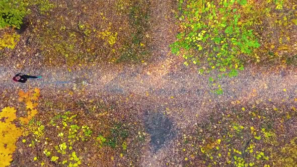 Athletic girl and American Staffordshire terrier canicrossing under autumn trees alt