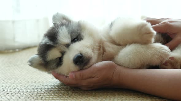 Asian Woman Playing With Her Siberian Husky Puppy alt
