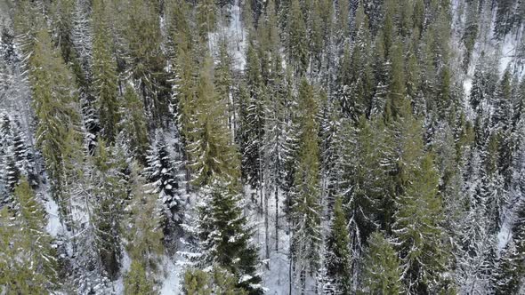 Aerial shot of snow covered spruce and pine forest. Beautiful mountains. alt