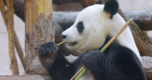 Giant Panda Ailuropoda Melanoleuca Also Known As the Panda Bear alt