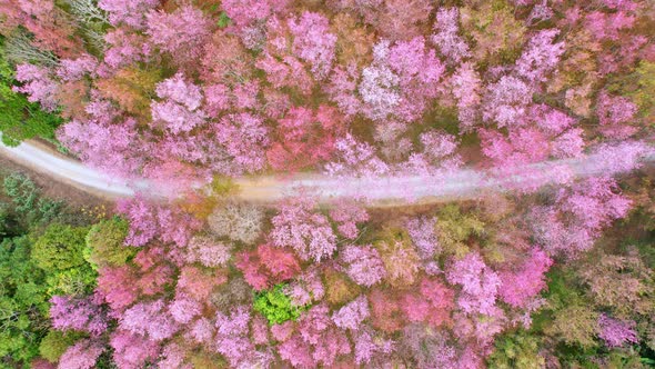 An aerial view from a drone over the Himalayan Cherry tree in a beautiful forest alt
