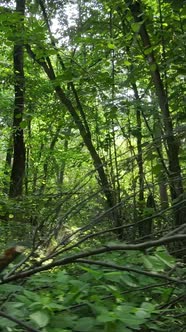 Vertical Video of Green Forest By Day alt