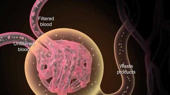 Renal system. Renal blood circulation alt