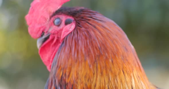 Close up footage of a beautiful rooster