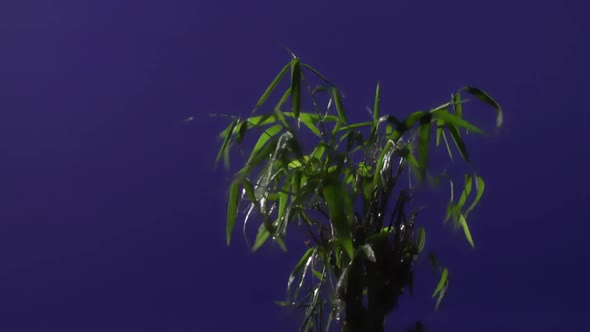 Ground Plant With Blue Screen Background